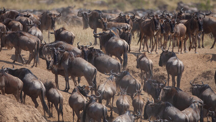 The great annual migration in kenya
