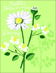 Blossom flowers daisy on green background design vector character illustration