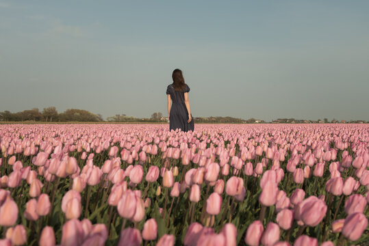 Back view of woman in blue dress standing in tulip field