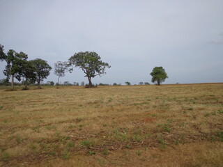 trees are in the field
