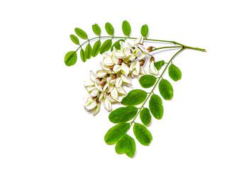 Blossoming acacia with leafs isolated on white background, black locust, Acacia flowers, Robinia...