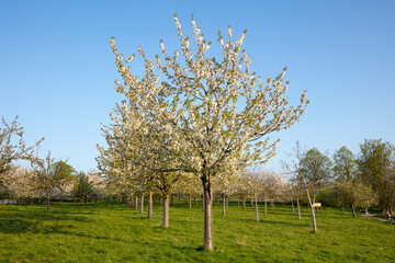 Blühende Kirschbäume, Lanstrop, Dortmund, Ruhrgebiet, Nordrhein-Westfalen, Deutschland, Europa