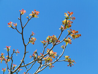 Authentic landscape branch with leaves against the sky, backlight, as a background for the formulation of advertising and text.
