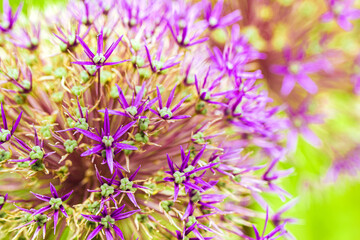 Zierlauch - Close up einer lila Kugel Pflanze