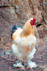 Federfüßige Zwerghühner