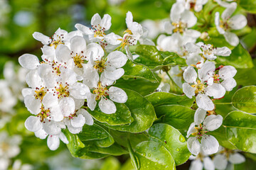 Wild pear tree inflorescences after a springtime rain.