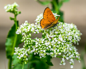 Small white flowers with a red moth