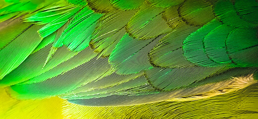 parrot feathers detailed HD image 