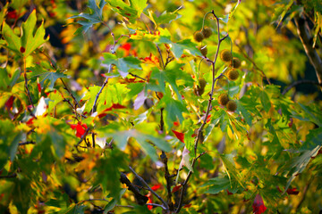 Green Seasonal Leaves in Nature