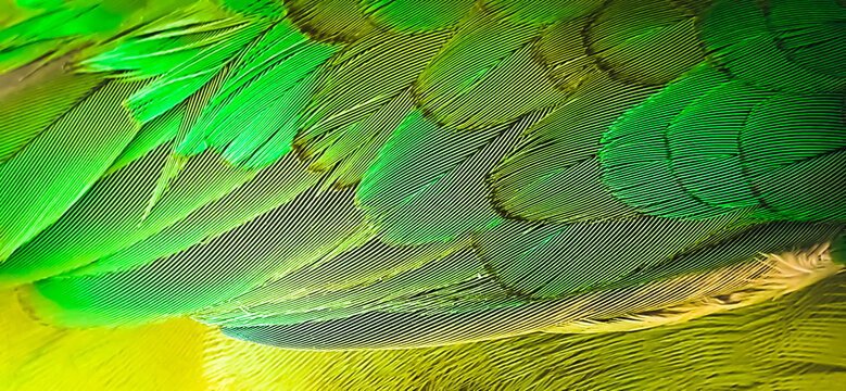 parrot feathers detailed HD image 