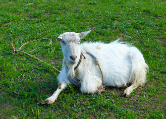 Naklejka na ściany i meble White hornless goat lies on a green meadow. Goat on a pasture in rural scenic