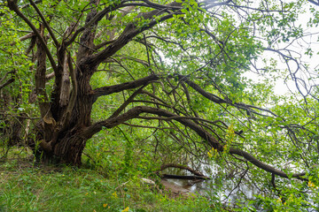 Amazing view on the sea with many green trees, forest and lovely nature