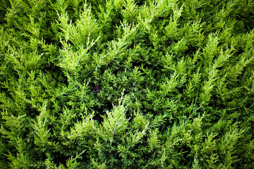 Green Seasonal Leaves in Nature