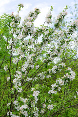 Authentic landscape blooming apple trees against the sky, backlit, as a background for setting advertising or text.