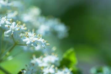 Wei&szlig;e Bl&uuml;ten