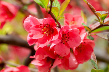 Authentic beautiful flowers on blurred background, bokeh. Soft selective focus. Closeup image.
