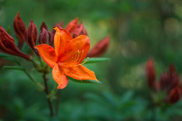 Orange flower in sea of green