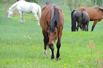 Naklejka na ściany i meble horses grazing in a field chewing a bunch of green grass 