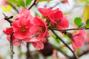 Authentic beautiful flowers on blurred background, bokeh. Soft selective focus. Closeup image.