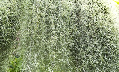 Spanish moss for background. Tillandsia usneoides is an epiphytic flowering plant .