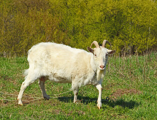 Portrait of a white horned goat on rope in a spring meadow. 