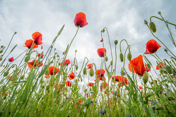 Obraz premium many red poppies in a field photographed from the bottom of the farm on a background of sky. forbidden plant. cocaine. Beautiful landscape.
