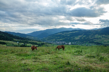 Fototapeta na wymiar Horses on a beautiful pasture in the mountains