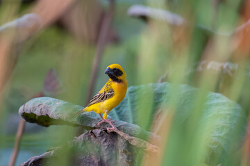 Asian golden weaver bird on lotus leaf in the pond.