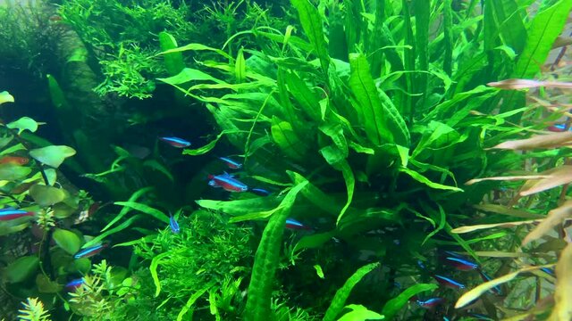 Tropical fish swimming in an aquarium