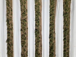 Agriculture - Field of asparagus covered with white foil made of drone.