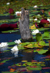 Stump Surrounded by Lily Pads