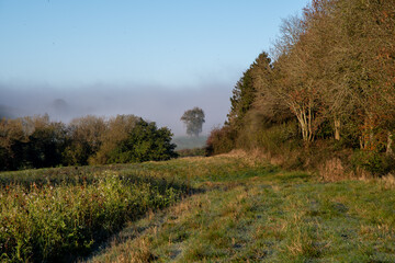 Fototapeta na wymiar Trees and fields with mist and autumn colours in the English countryside