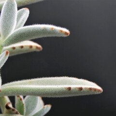 Closeup leaves Kalanchoe Tomentosa, Panda Plant, isolated