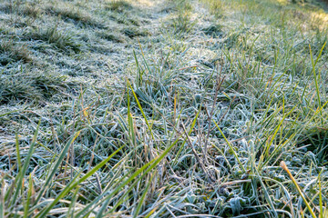 Detail of autumn frost on grass in a field