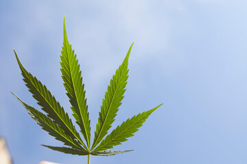 marijuana leaf in front of blue sky