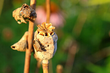 Gray bedbug (Dolycoris baccarum) on dry poppy head on green blurred natural background with copy space.