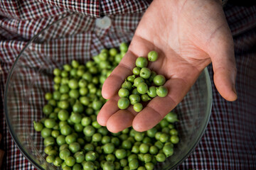 Old white female hands holding a handful green peas.