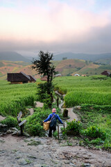 Backside shot of The farmer and fresh green paddy field  at Pha Pong Pieng ,Chang Mai Province, Thailand, This place become a popular tourist attraction in rainy season.