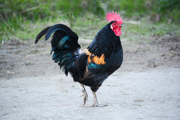 cockerel