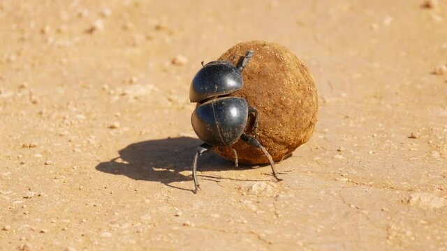Dung beetle bug climbing feces ball in desert and lose balance, close up, Africa