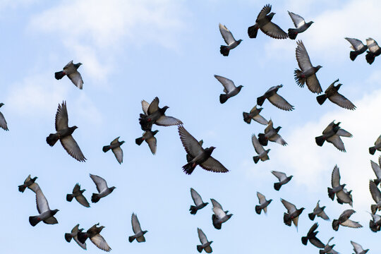 A flock of (birds) pigeons in flight with blue sky background