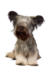 Skye Terrier dog sitting and looking at the camera on white