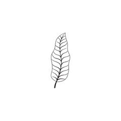 Hand drawn tropical leaf. Only the outline.