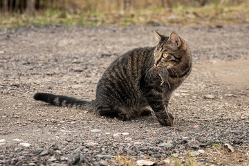 A cat playing with a mouse on a road strewn with rubble