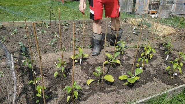 Home gardening - Setting up bamboo stick next to growing peppers and eggplants to be tangled to it later to protect plants from breaking from the wind and support weight of fruits growing on it.