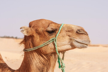 Camels resting in the desert on the sand