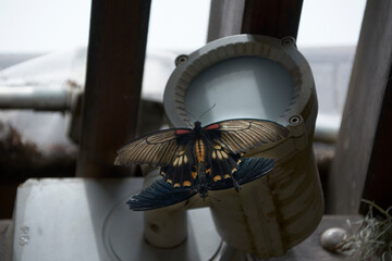Nice multicolored butterfly perched on a leaf