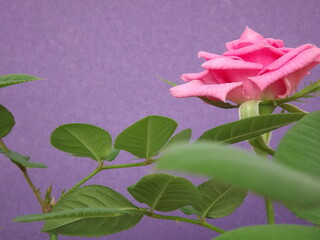 an open rosebud close up with green leaves on a coral background