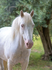 Obraz premium portrait of a white horse