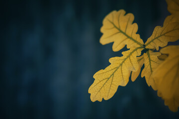 Beautiful yellow autumn oak leaves with shallow depth of field on blue background with copy space. Selective focus.